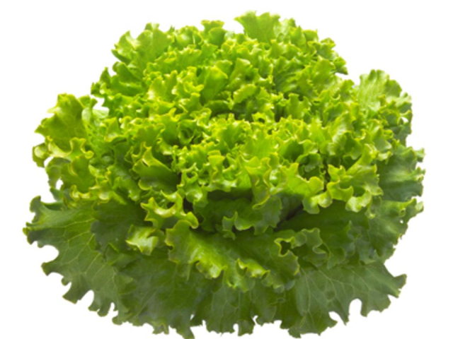 groene krulsla